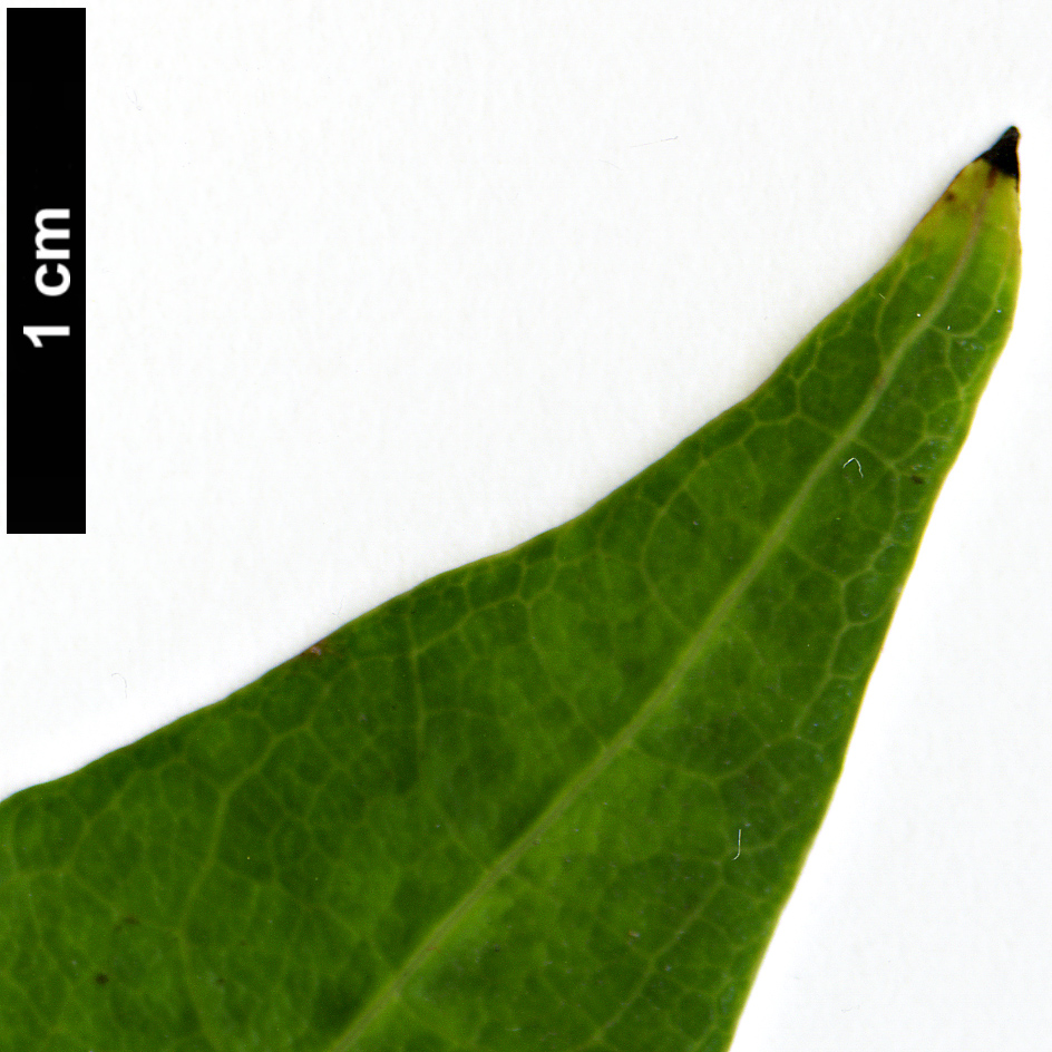 High resolution image: Family: Araliaceae - Genus: Eleutherococcus - Taxon: setchuensis